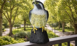 Galambriasztó ülő sólyom