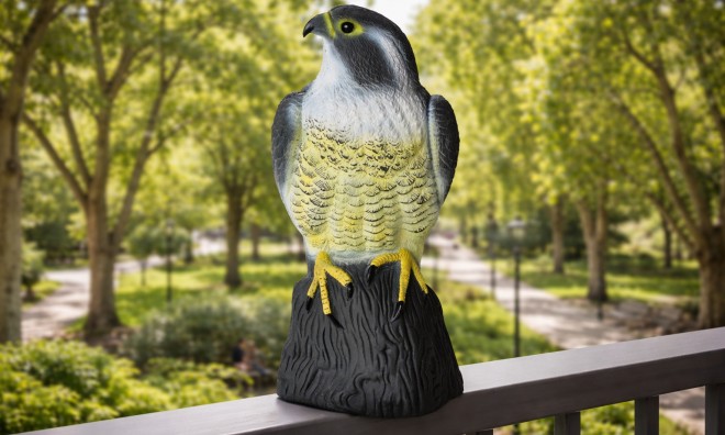 Galambriasztó ülő sólyom