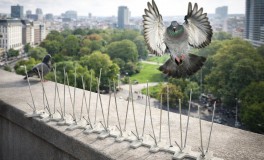 Madárijesztő Tüske