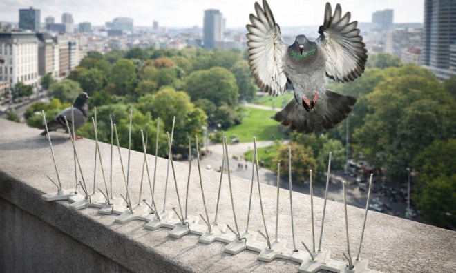 Madárijesztő Tüske